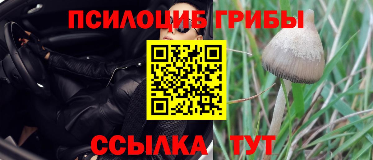 Галлюциногенные грибы прущие грибы Чернушка
